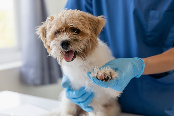 Hundefreundliche GESUNDHEIT